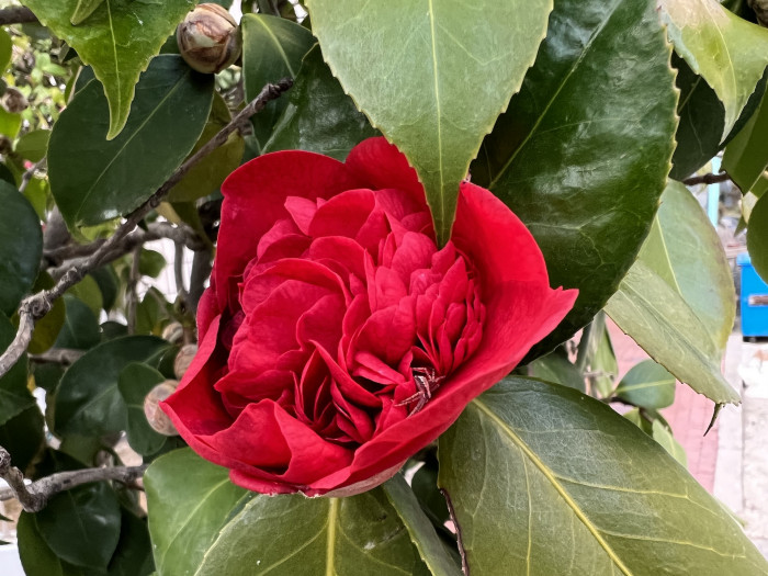 동백나무 - Camellia japonica L.