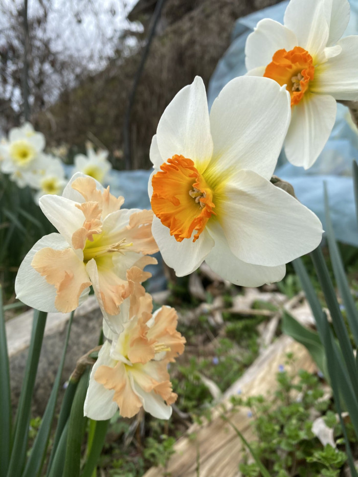 수선화 - daffodil, Narcissus tazetta var. chinensis