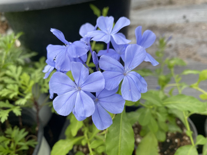 프롬바고 - Plumbago, Leadwort, Plumbago europaea L. 