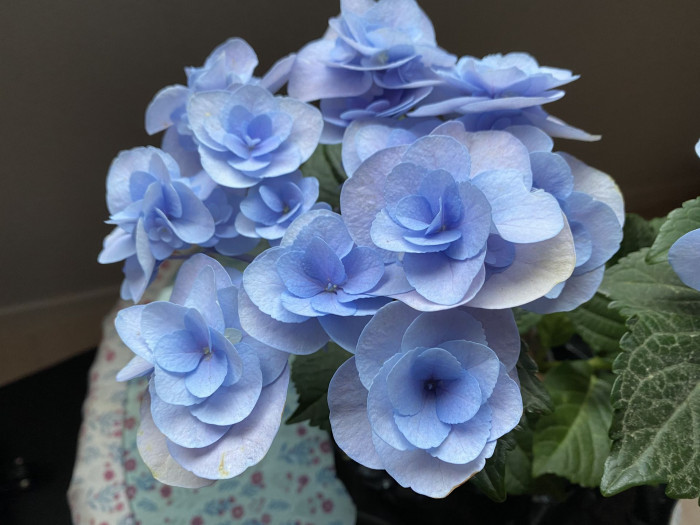 수국 - Hydrangea, Hydrangea macrophylla (Thunb.) Ser. for. otaksa (Siebold & Zucc.) E. H. Wilson