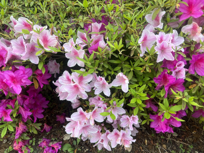 철쭉 - Deciduous Azalea, Rhododendron schlippenbachii Maxim.