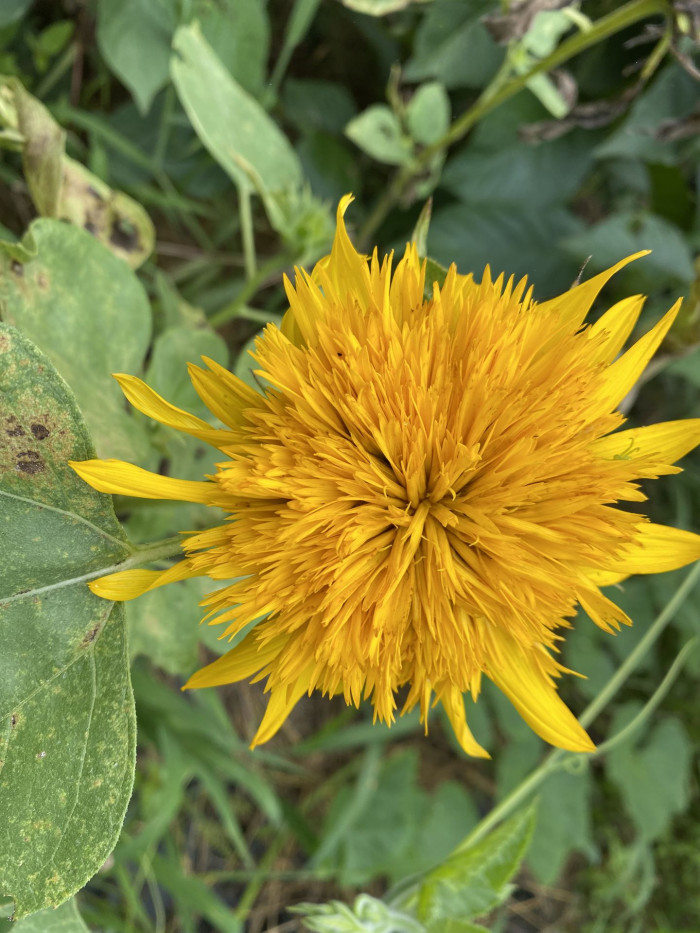 해바라기 - Sunflower, Helianthus annuus