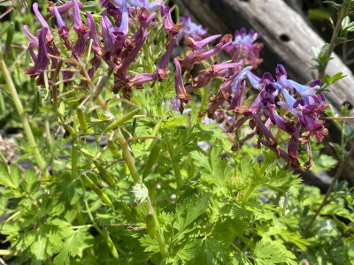 자주괴불주머니 사진 - Corydalis incisa (Thunb.) Pers. Photos
