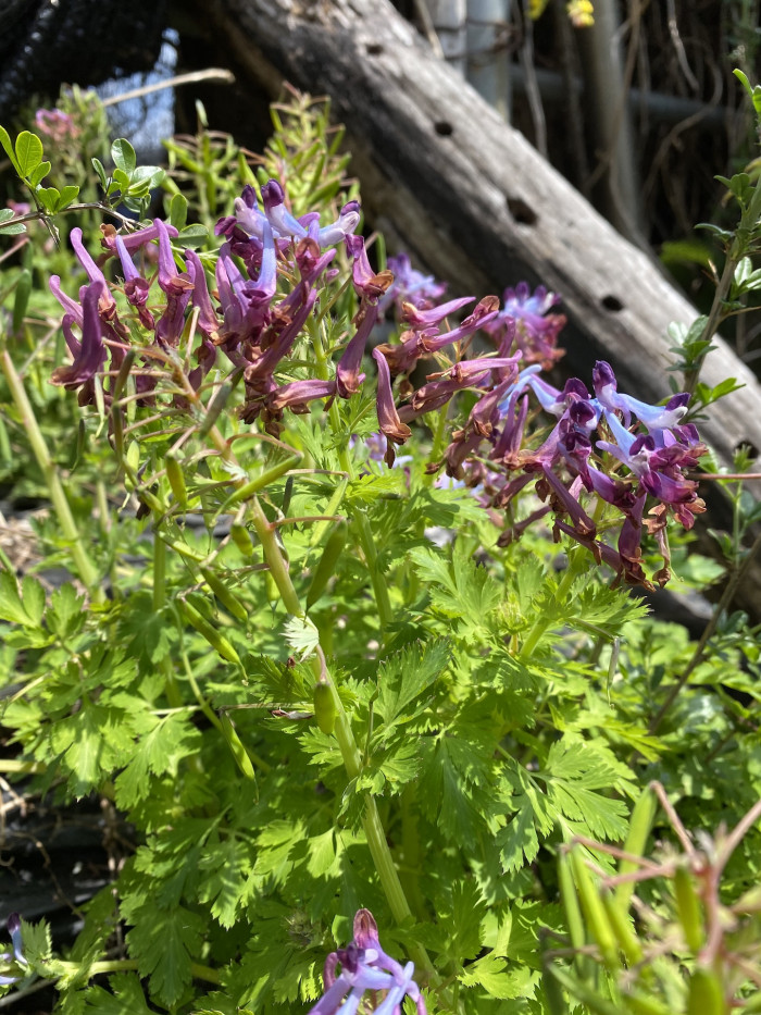 자주괴불주머니 - Corydalis incisa (Thunb.) Pers.