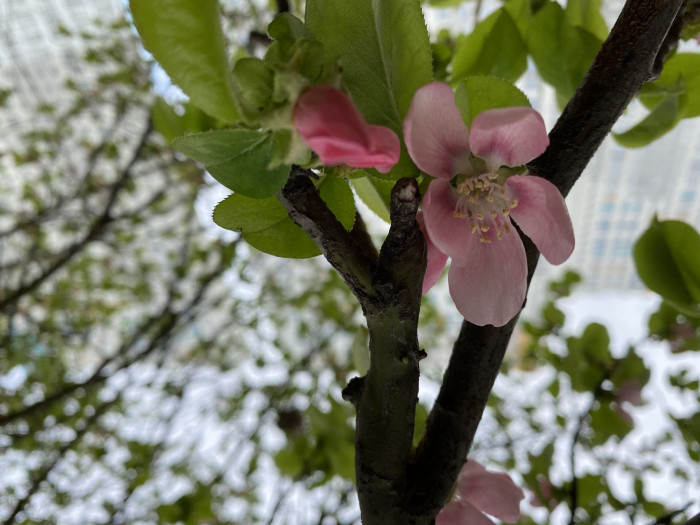 모과나무 - Chaenomeles sinensis