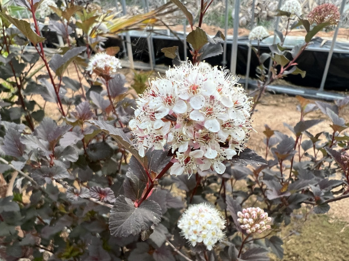 자엽국수나무 - Physocarpus opulifolius