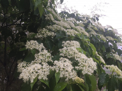 층층나무 사진 - Cornus controversa Hemsl. ex Prain Photos