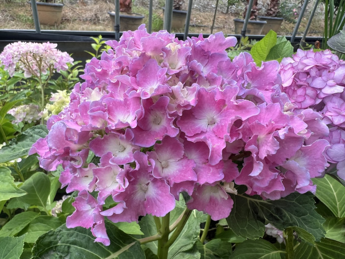 스파이크프릴 수국  - Hydrangea macrophylla Spike