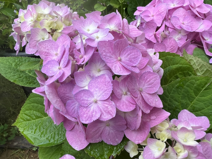 렛츠댄스 빅밴드 수국 - Hydrangea macrophylla Big Band