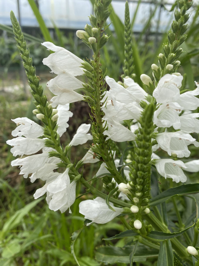 꽃범의꼬리 - Physostegia virginiana