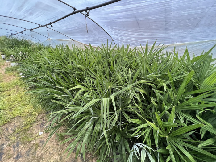 불가리아 야자 - Bulgarian Hardy Windmill Palm, Trachycarpus fortunei 