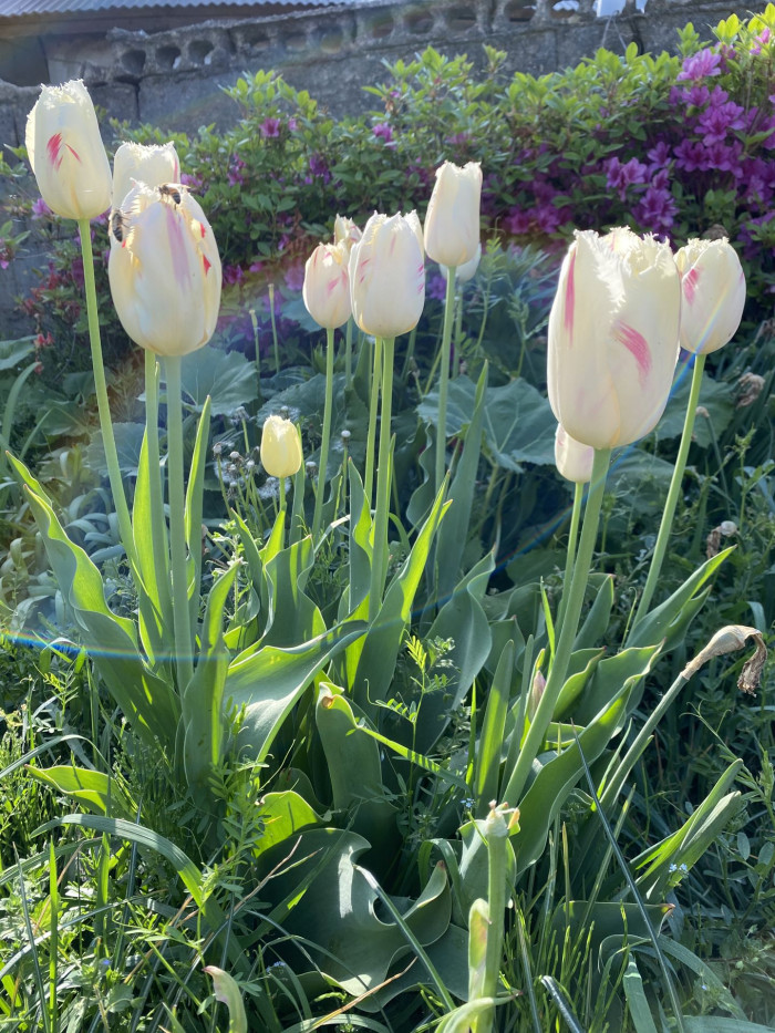 튤립 - Tulip, Tulipa gesneriana
