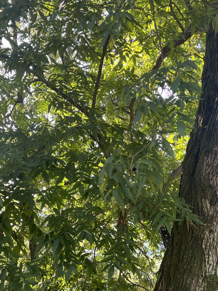 굴피나무 - Platycarya Strobilacea