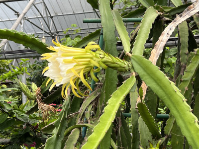 용과 사진 - Hylocereus Undatus Photos