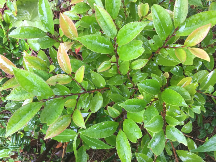 사스레피나무 - Eurya japonica Thunb.