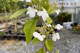 라나스덜꿩나무 - Viburnum plicatum f.tomentosum 'Lanarth'