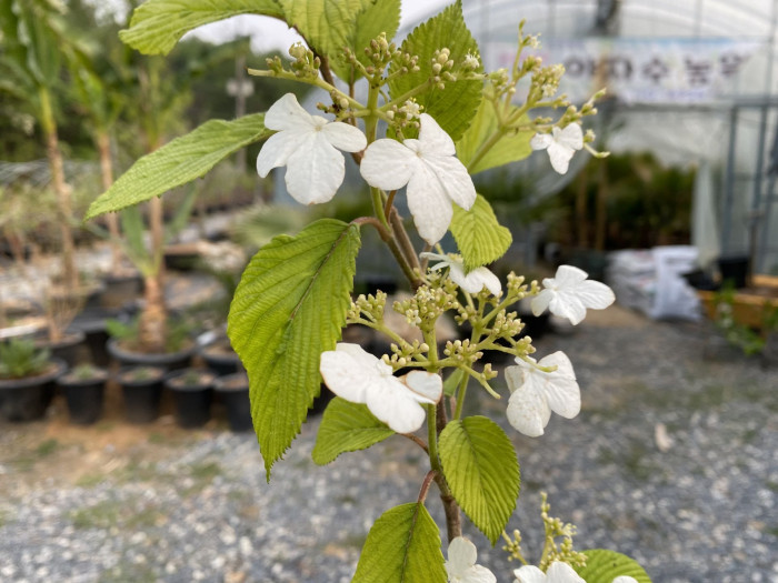 라나스덜꿩나무 - Japanese snowball, Viburnum plicatum f.tomentosum 