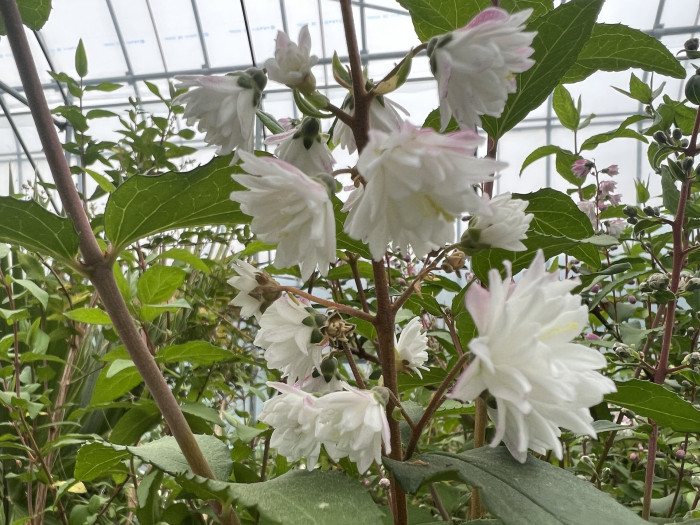 만첩빈도리 - Deutzia crenata for. plena Schneid