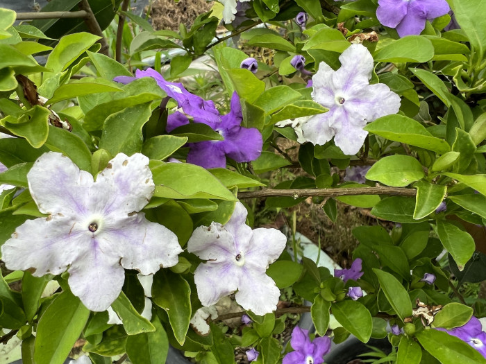 브룬펠시아 - Marning-Moon and night, Brunfelsia pauciflora