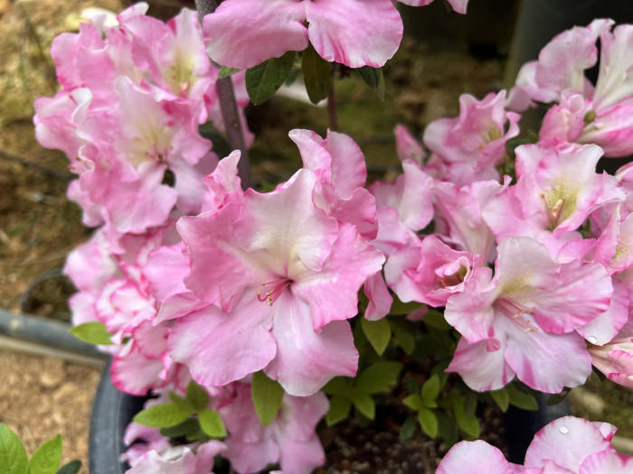 아젤리아  불꽃 - Azalea