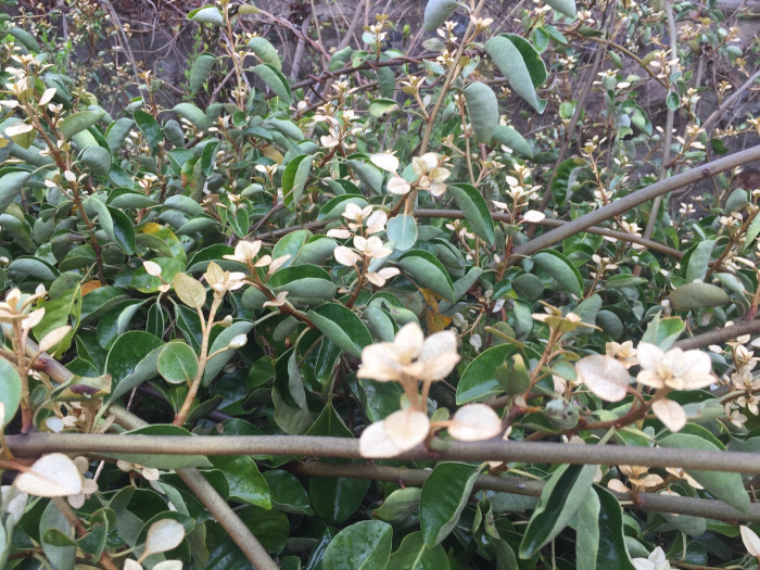 보리밥나무 - Broad-leaf Oleaster, Elaeagnus macrophylla Thunb.