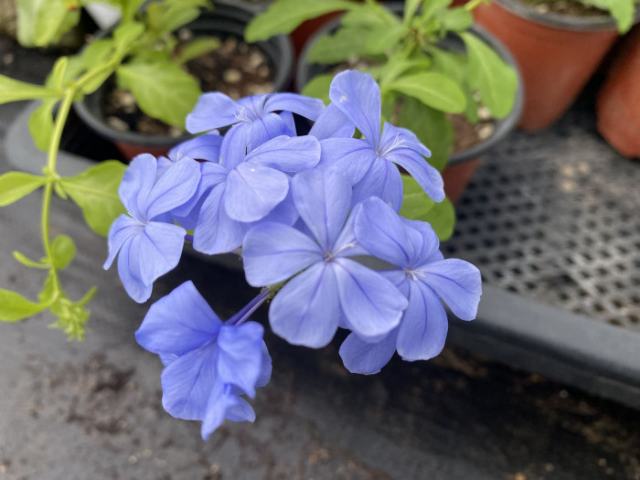 프롬바고 - Plumbago, Leadwort, Plumbago europaea L. 