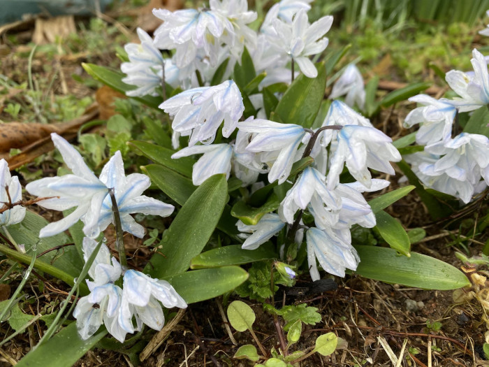 쉴라 - Scilla, Scilla spp.