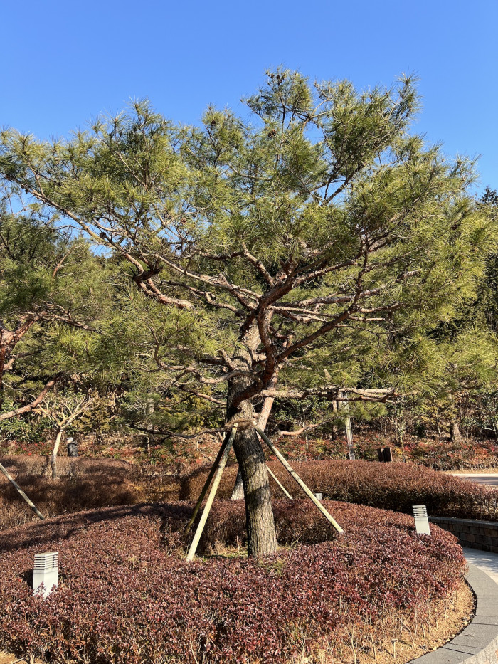 소나무 - Pine Tree
