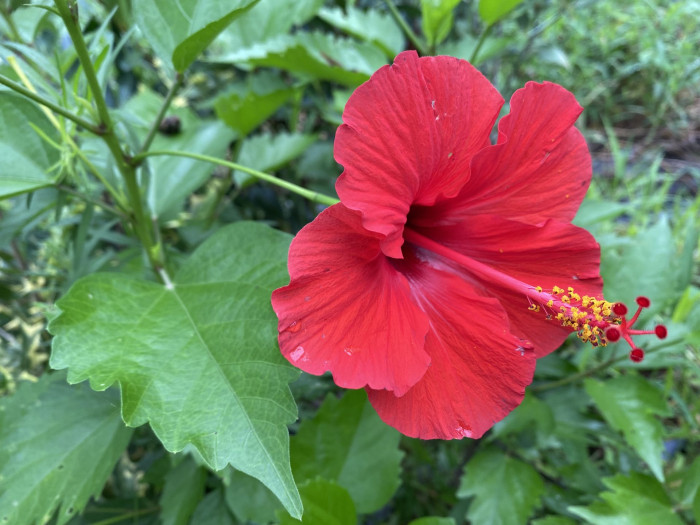 하와이무궁화 - hawaiian hibiscus, Hibiscus rosa-sinesis L.