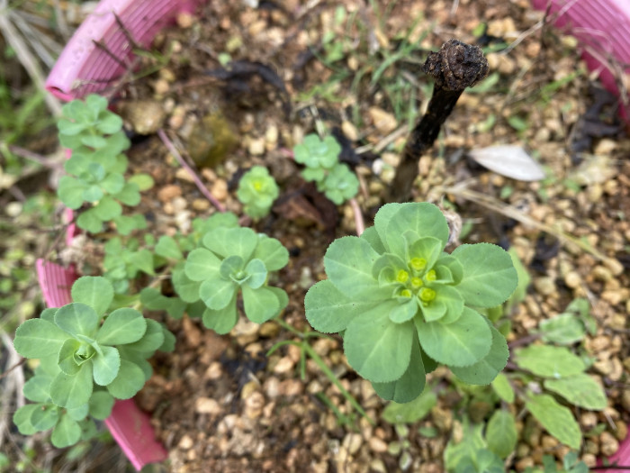 등대풀 - Euphorbia helioscopia L.