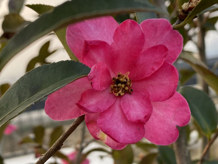 애기동백 - Camellia sasanqua Thunb.