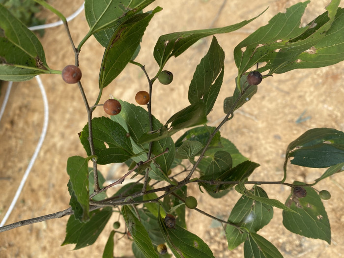 팽나무 - Chinese Hackberry, Celtis sinensis Pers.