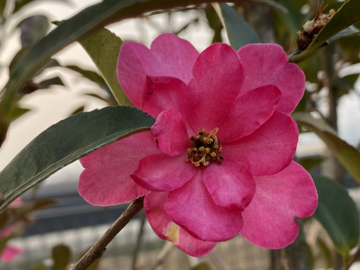 애기동백 - Camellia sasanqua Thunb.