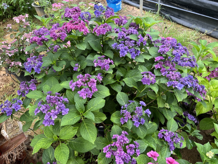 히미코 수국 - Hydrangea Macrophylla 