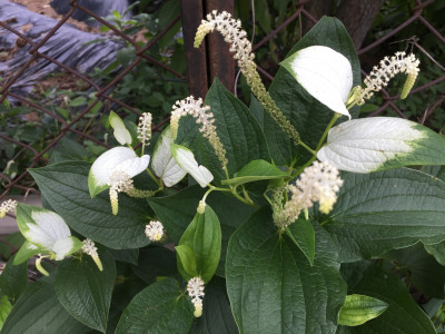 삼백초 사진 - Saururus chinensis (Lour.) Baill. Photos