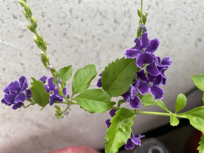 듀란타 - Duranta repens, Duranta erecta L