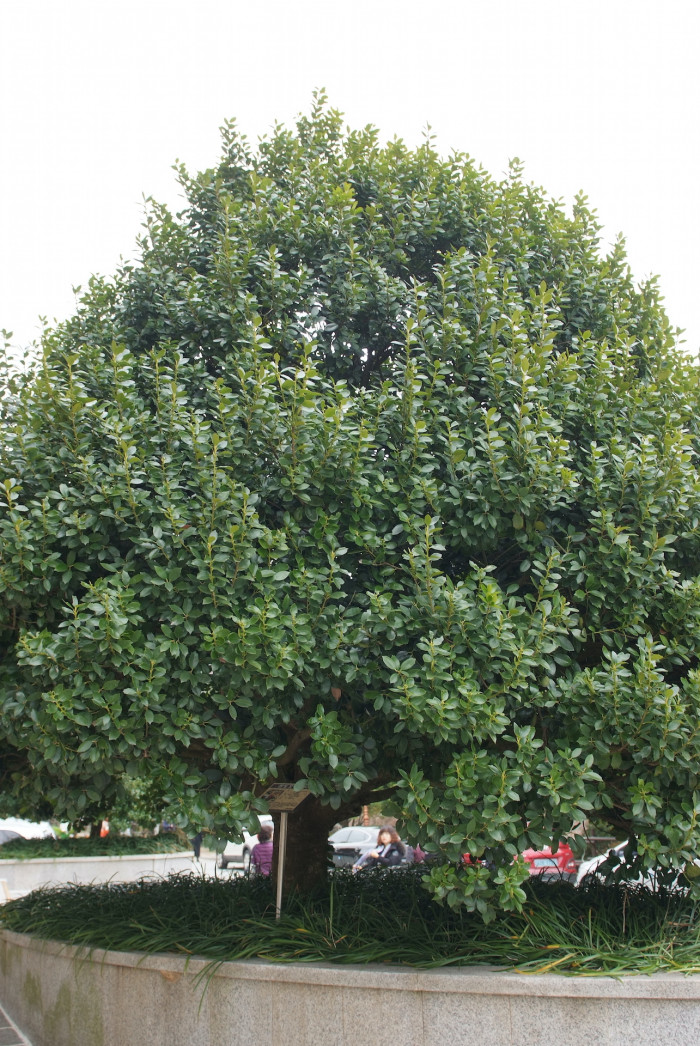 완도호랑가시나무 - Ilex wandoensis C. F. Miller