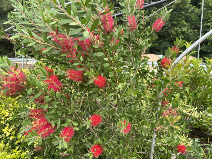 병솔나무 - Bottlebrush, Callistemon lanceolatus