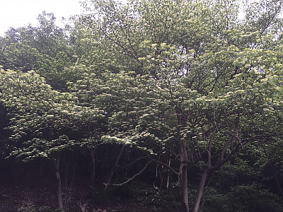 층층나무 사진 - Cornus controversa Hemsl. ex Prain Photos