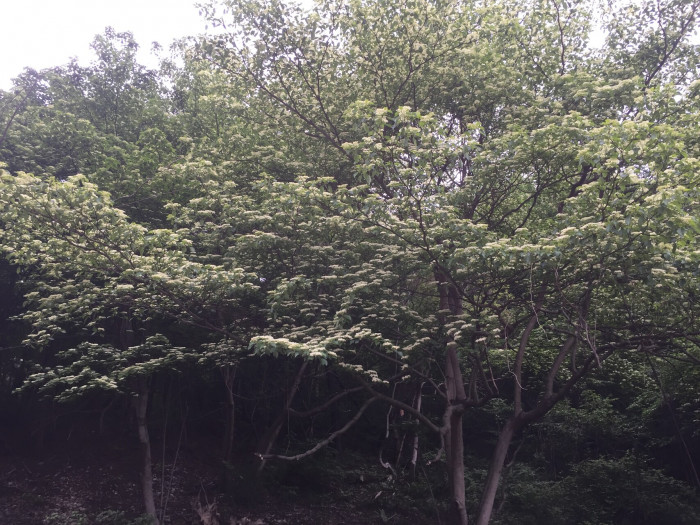 층층나무 - Giant Dogwood, Cornus controversa Hemsl. ex Prain