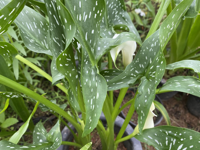 칼라 - calla, Zantedeschia aethiopica