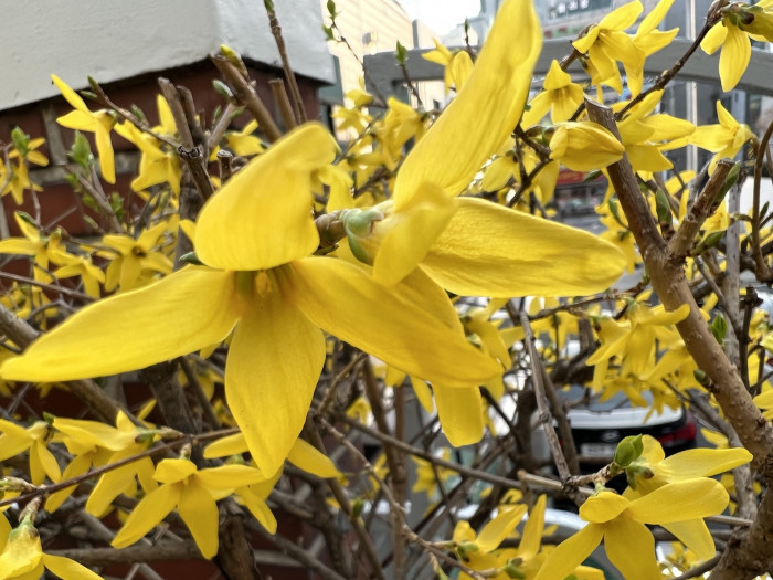 개나리 - golden bell, Forsythia koreana (Rehder) Nakai
