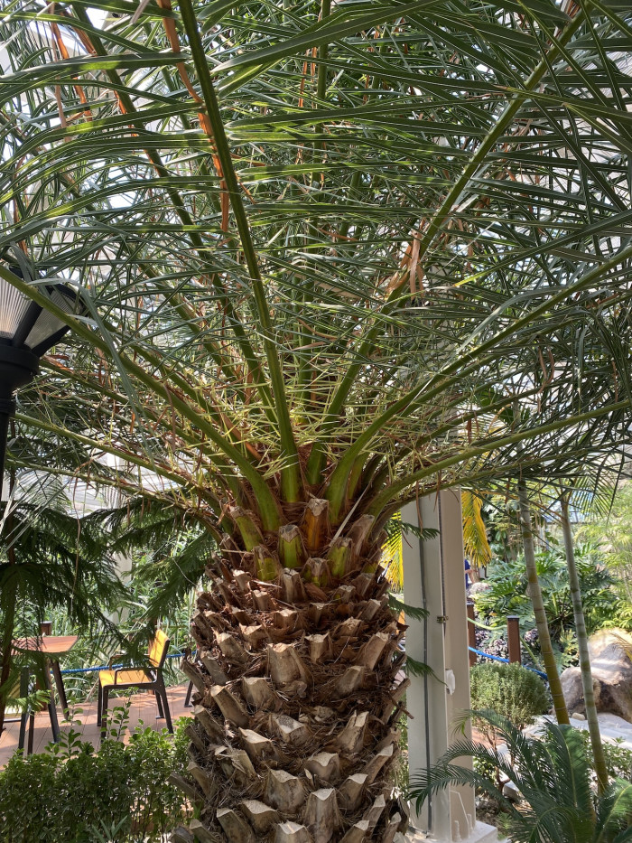 카나리아야자 - Canary Island date palm, Pineapple palm, Phoenix canariensis