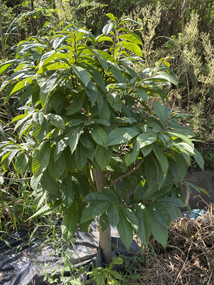 포포나무 - Sunflower pawpaw, Asimina triloba