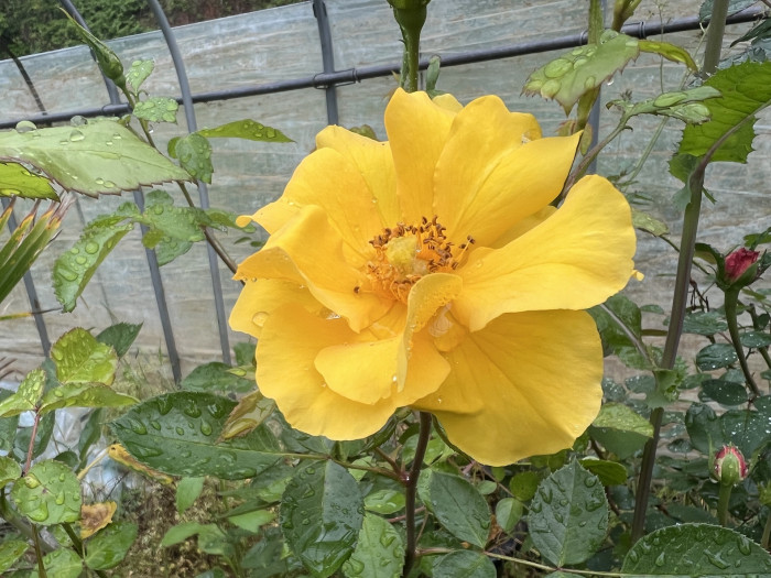 장미 - Rose