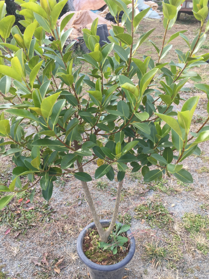 프랑스고무나무 - Ficus elastica cv. La France