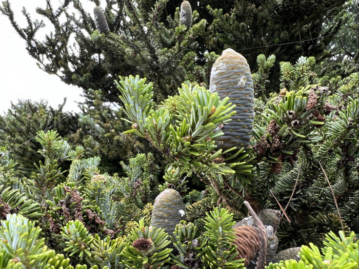 구상나무 - Korean Fir, Abies koreana Wilson