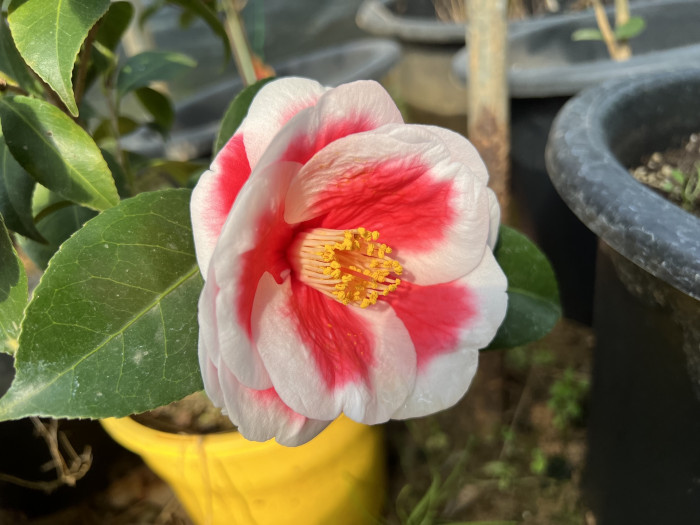 동백나무 - Camellia Japonica