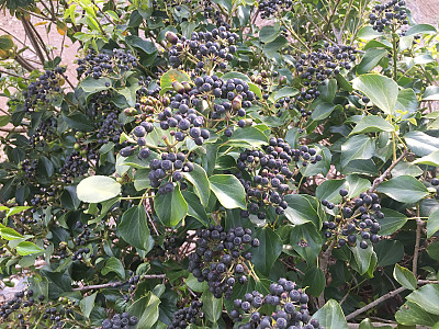 송악 사진 - Hedera rhombea (Miq.) Bean Photos
