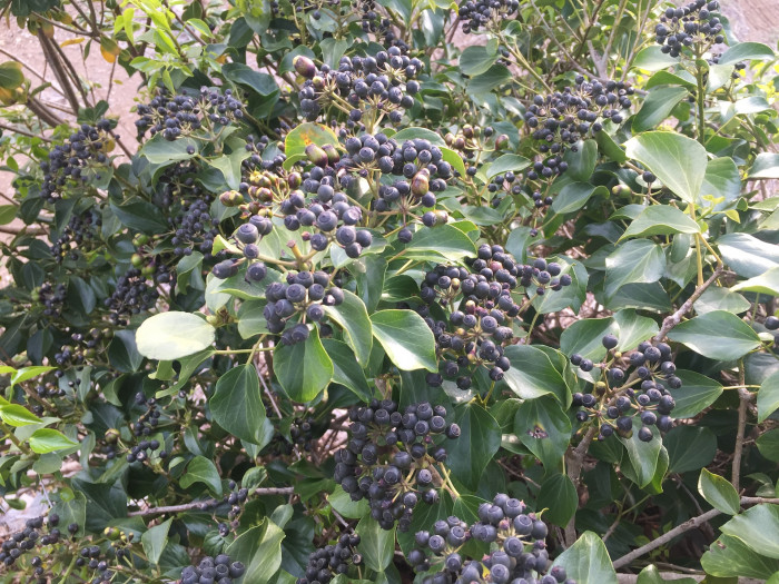 송악 - Japanese Evergreen Ivy, Hedera rhombea (Miq.) Bean